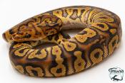 Python royal - Python regius Stranger Clown