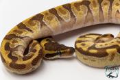Python royal - Python regius Super Enchi Mojave