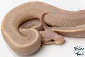 Python royal - Python regius Banana Black Pastel Mojave