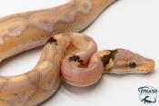 Python royal - Python regius Banana Cinnamon Paradoxe