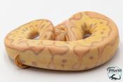Python royal - Python regius Banana Clown Pastel