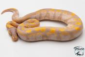 Python royal - Python regius Banana Sugar