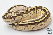 Python royal - Python regius Butter Pastel