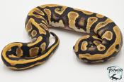 Python royal - Python regius Enchi