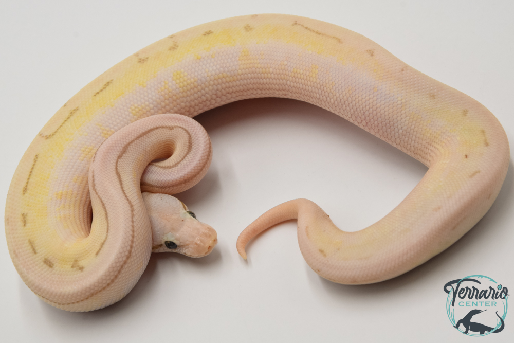 Python royal - Python regius Killer Spinner Enchi (Poss YB)