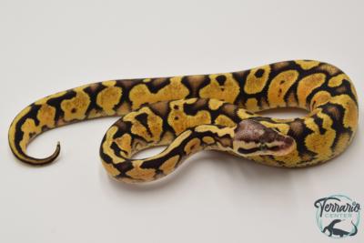 Python royal - Python regius Enchi Pastel