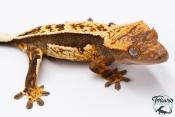 Correlophus ciliatus - Gecko à crête - NC 2025 -  36