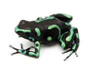 Dendrobates auratus - Dendrobate doré Colon