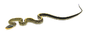 Orthriophis taeniurus Grabowskyi - Serpent-Ratier de Grabowskyi - NC 2022