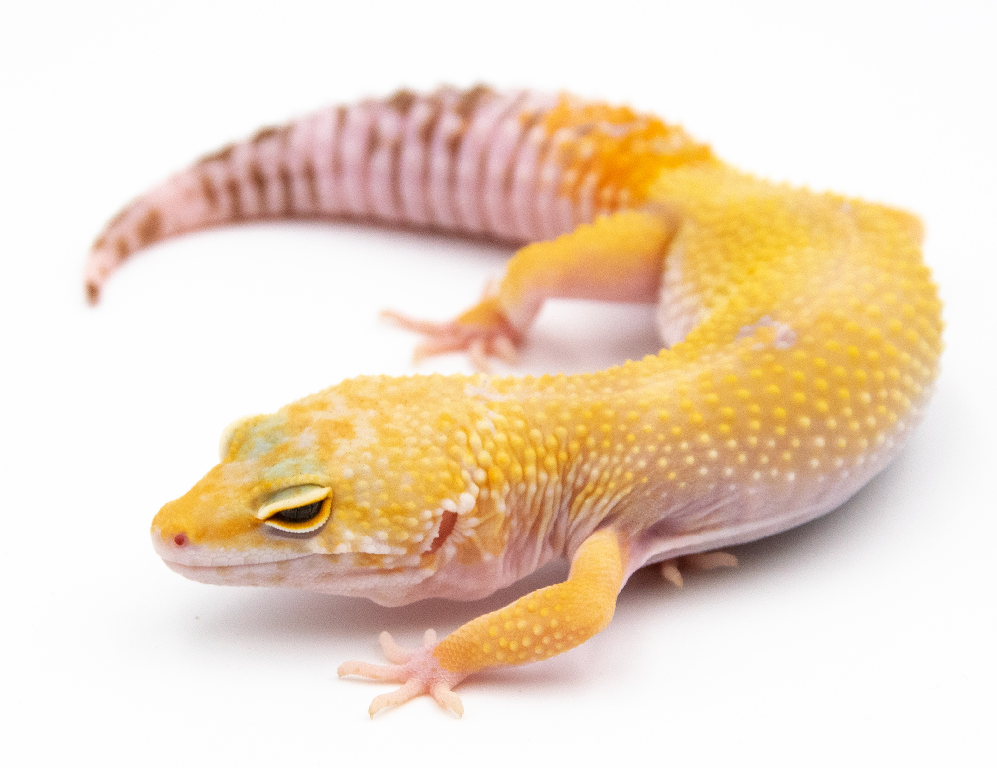 EJ06 - Gecko Léopard - Eublepharis Macularius Hybino Sunglow - non sexé - NC 2021