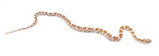 Serpent des blés - Pantherophis guttatus Goldust