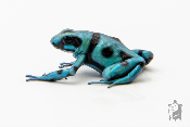 Dendrobates auratus - Dendrobate doré Birkhahn Bronze