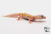 EM04 - Gecko Léopard - Eublepharis Macularius Murphy - NC 2023