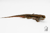 Leiocephalus Schreibersii -  Iguane à tête lisse de Schreiber - NC FRANCE 2025