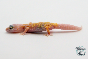 EM04 - Gecko Léopard - Eublepharis Macularius Murphy - NC 2023