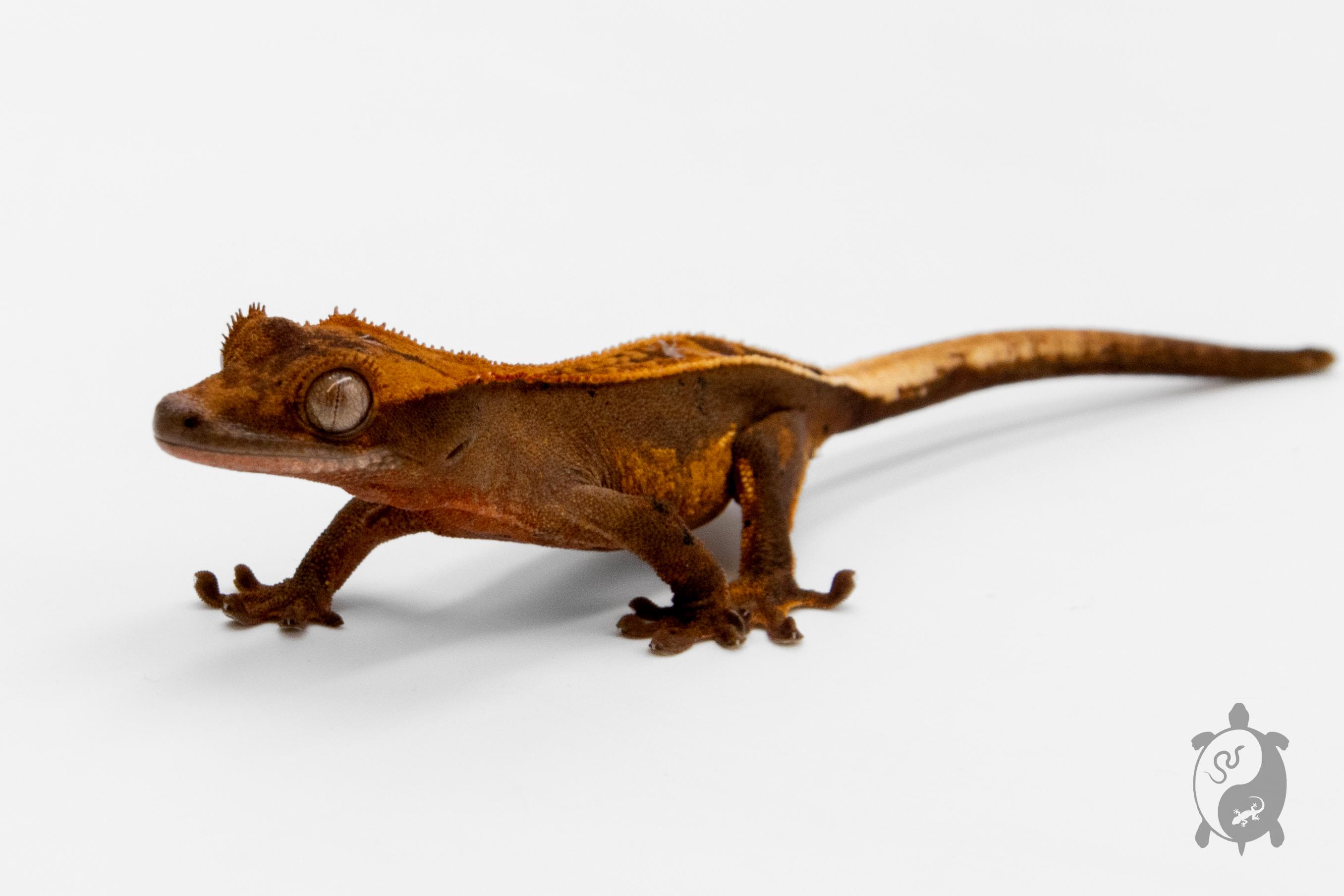 Correlophus ciliatus - Gecko à crête - Juvénile 13 - NC 2022 - PH2022120816535739