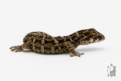 Hemidactylus imbricatus - Gecko vipère / Queue de repousse