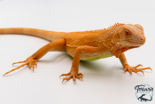 Iguana iguana - Iguane Vert juvénile - Red Albinos