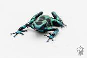 Dendrobates auratus - Dendrobate doré Cahuita