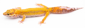 EJ94 - Gecko Léopard - Eublepharis Macularius Tremper Tangerine (Bold Stripe) - non sexé - NC 2021