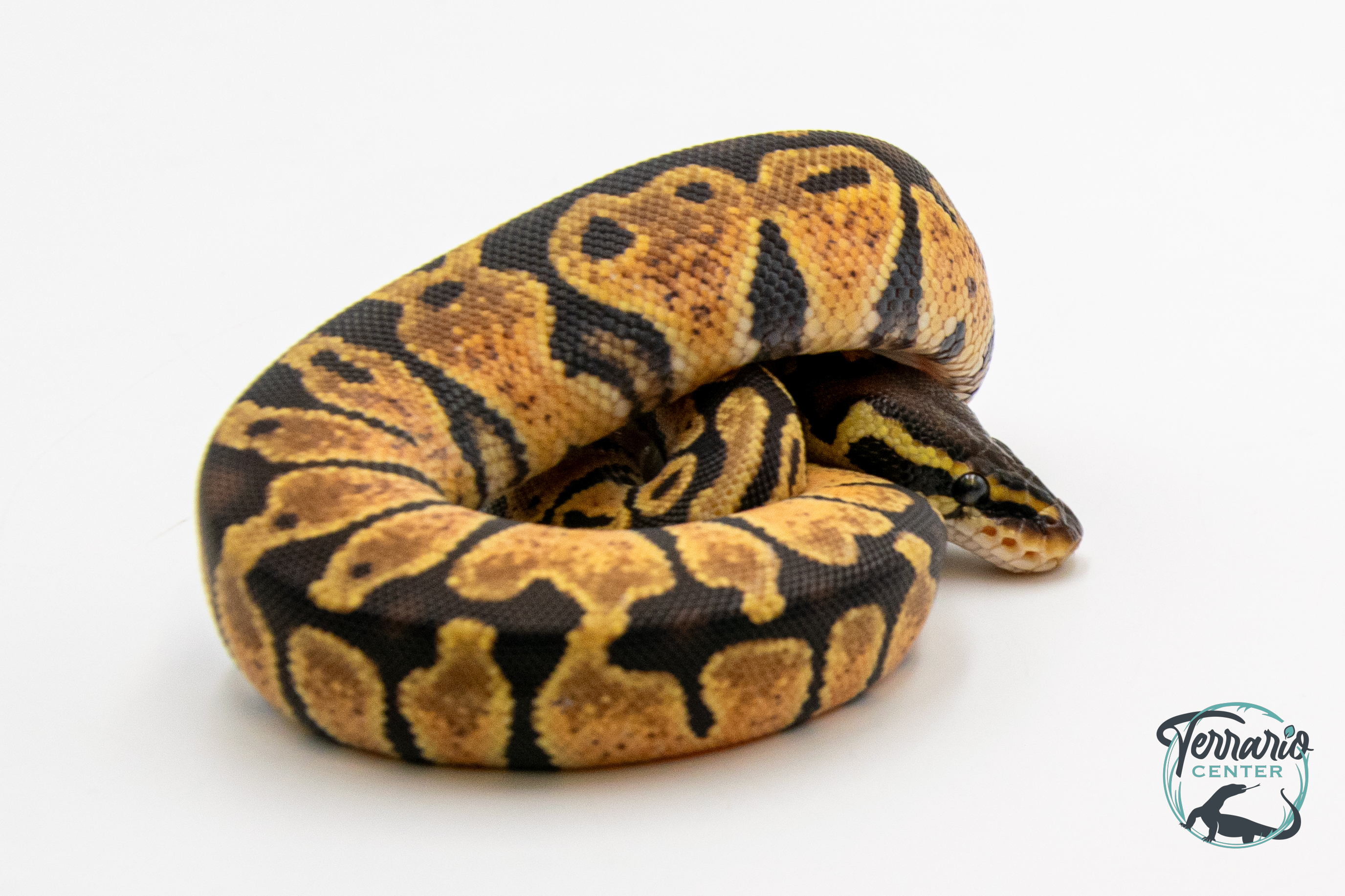 Python royal - Python regius Pastel
