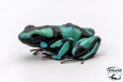 Dendrobates auratus - Dendrobate doré "Bahia Solano"