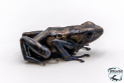 Dendrobates auratus - Dendrobate doré Pena Blanca