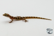 Tropiocolotes steudneri - Gecko nain du désert