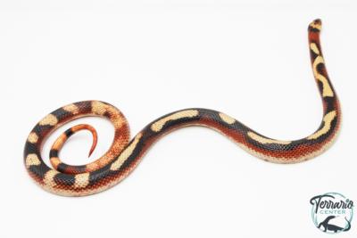 Lampropeltis triangulum sinaloae - Faux-corail du Sinaloa