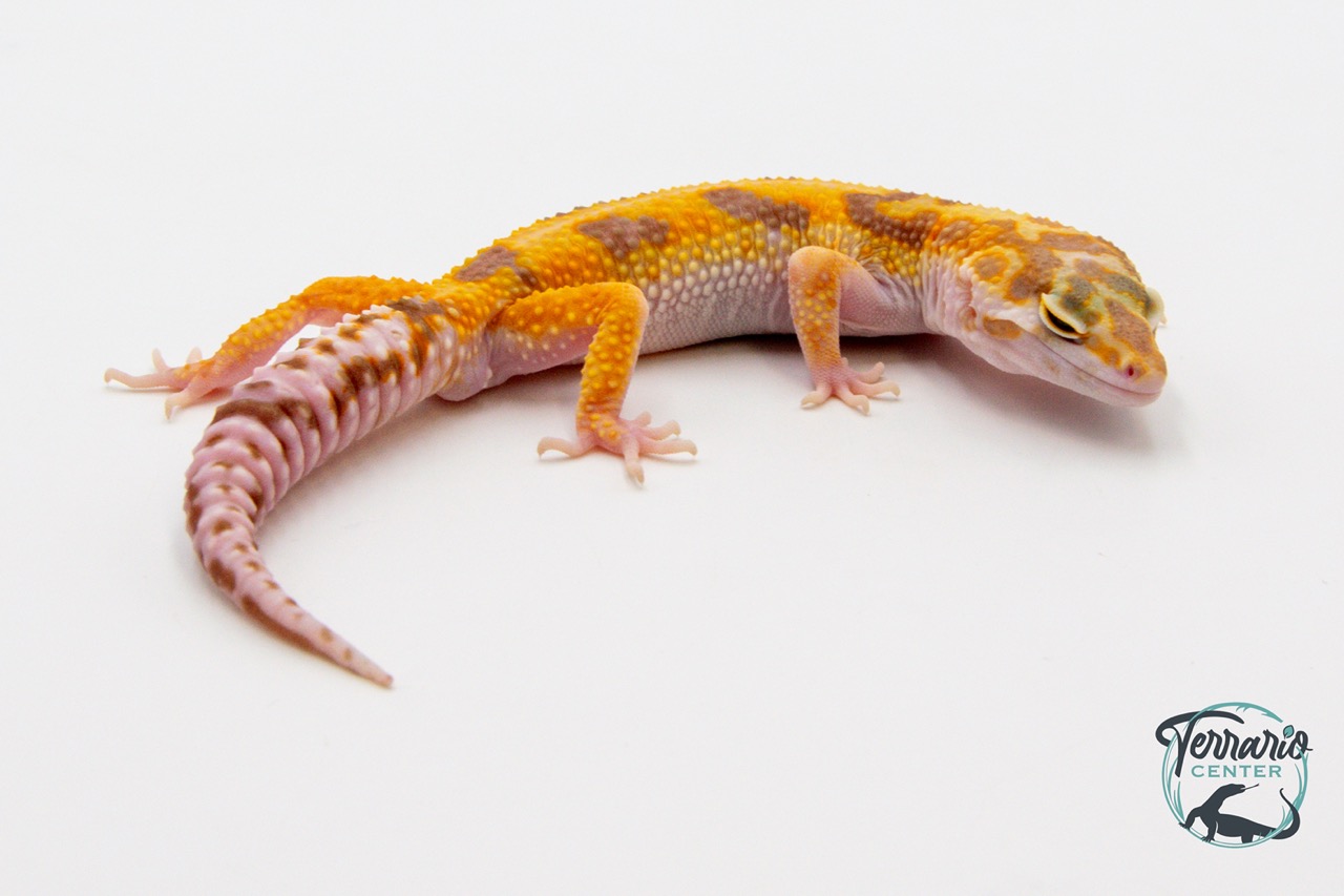 EM29 - Gecko Léopard - Eublepharis Macularius Tremper - NC