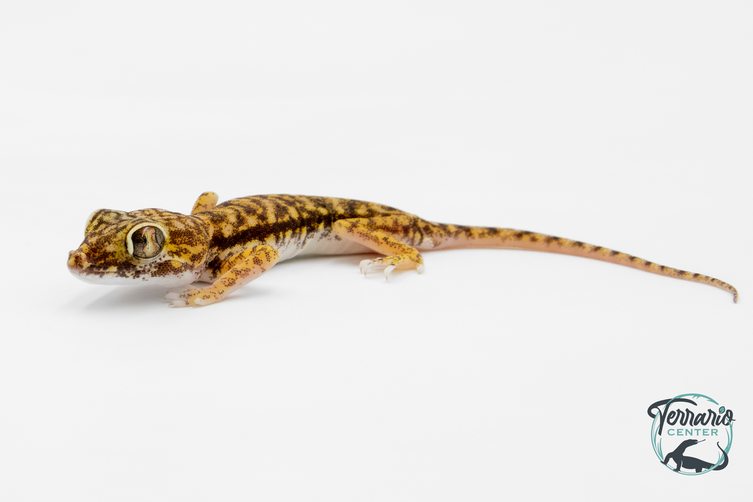 Stenodactylus petrii - Gecko des dunes