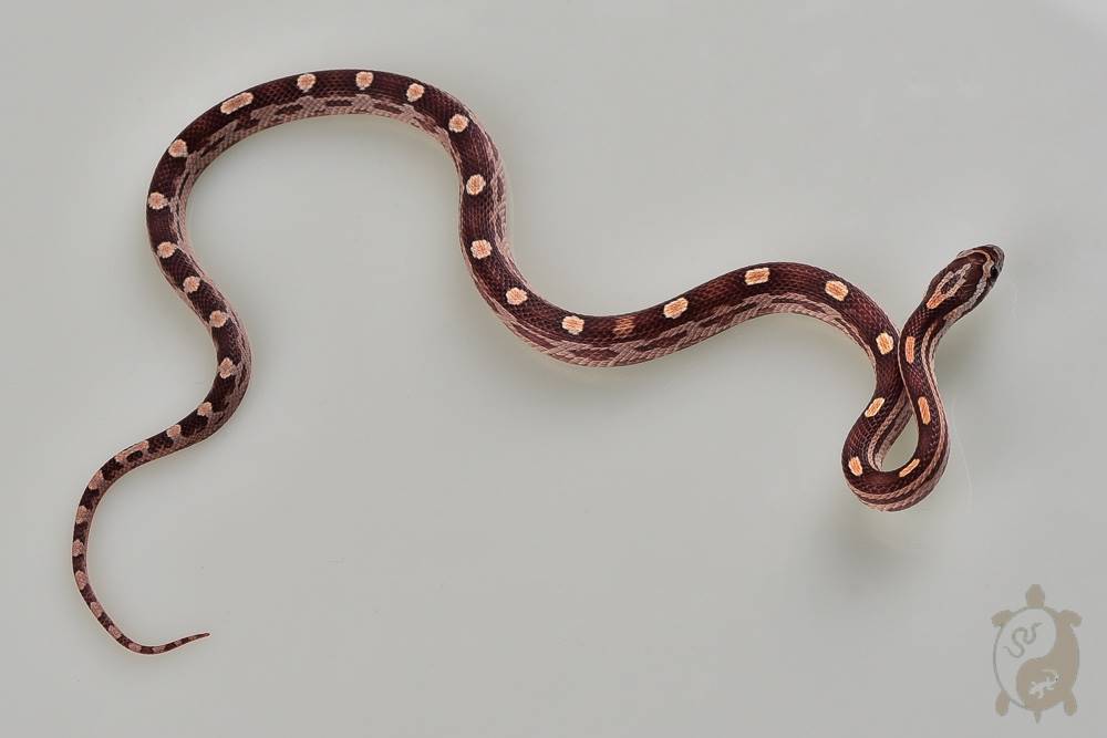 Serpent des blés - Pantherophis guttatus Motley