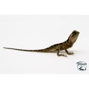 Acanthosaura lepidogaster - Dragon cornu des montagnes brun - Juvéniles NC