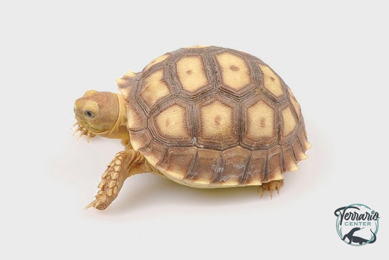 Centrochelys sulcata 5cm - Tortue sillonnée