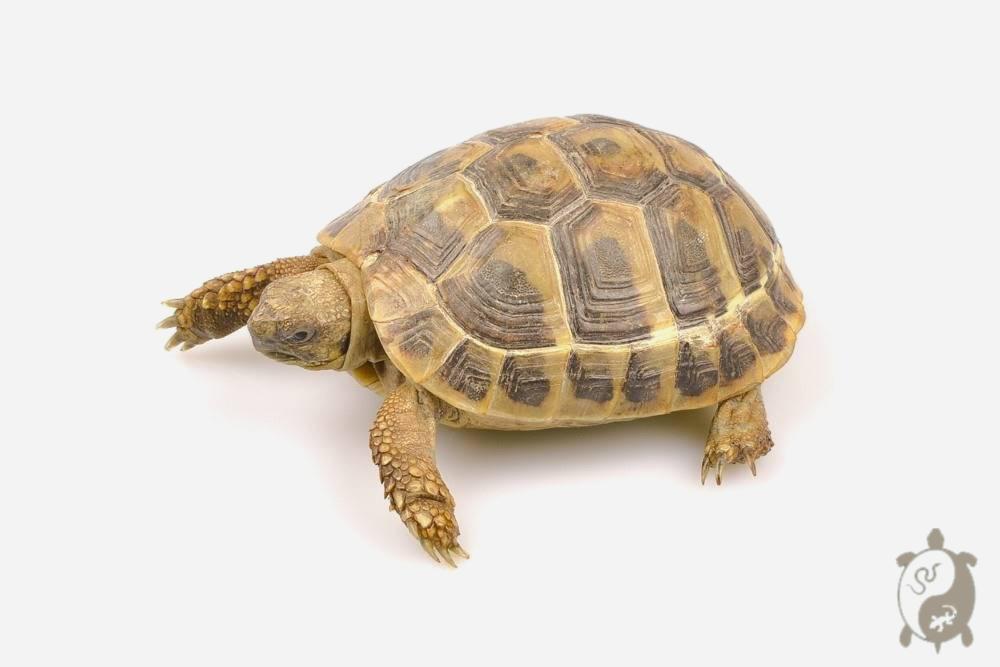 Tortue d'Hermann - Testudo hermanni boettgeri 8-9 cm