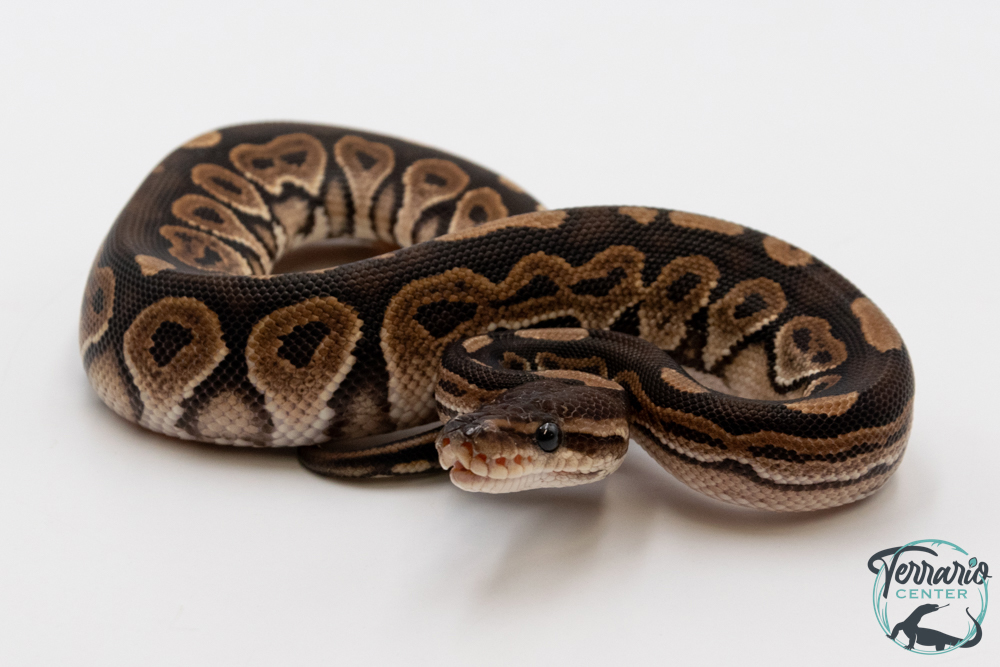 Python royal - Python regius Cinnamon