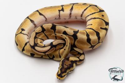 Python royal - Python regius Spider Mojave