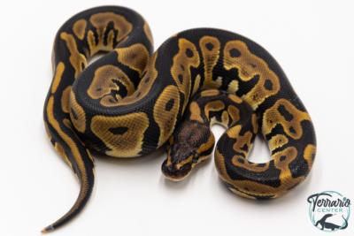 Python royal - Python regius Leopard