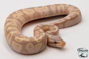 Python royal - Python regius Banana Pastel Yellow Belly