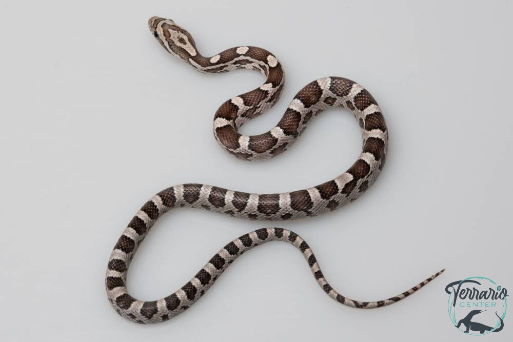 Serpent des blés - Pantherophis guttatus Anery