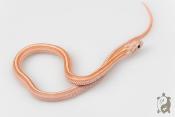 Serpent des blés - Pantherophis guttatus Tessera Lavender Ligné