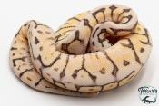 Python royal - Python regius Killer Bee Yellow Belly