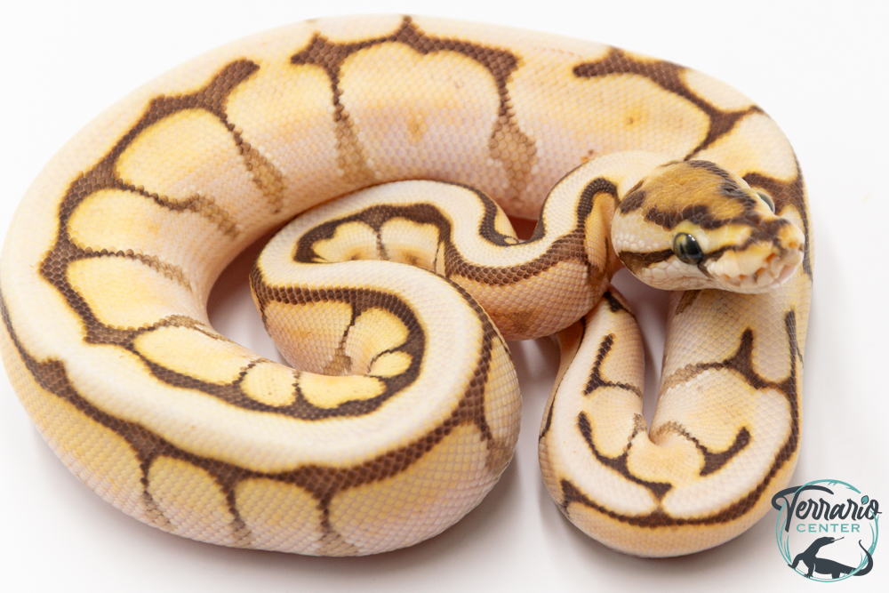 Python royal - Python regius Butter Bee