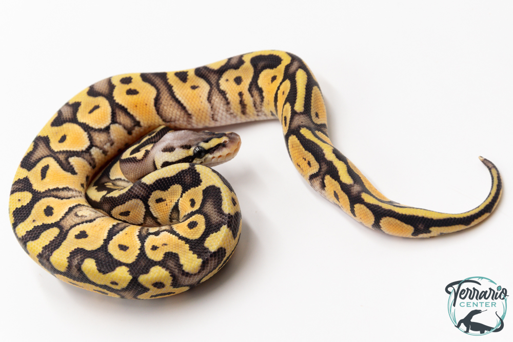 Python royal - Python regius Super Pastel