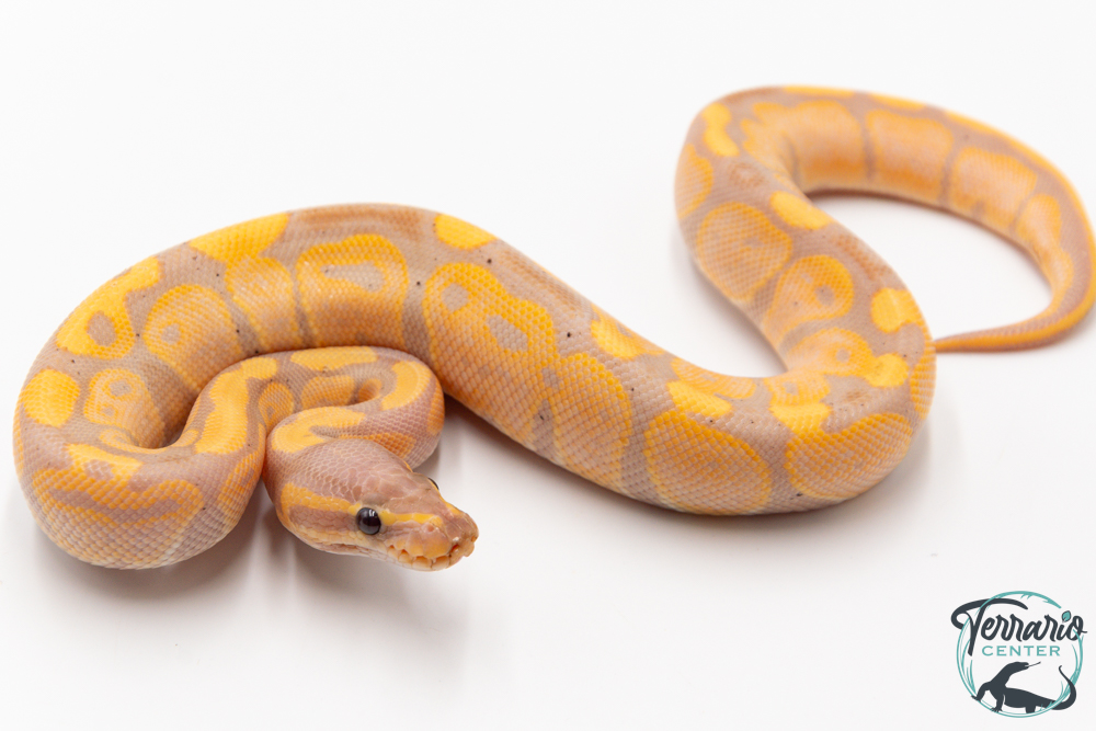 Python royal - Python regius Banana