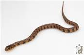 Nerodia rhombifer -  Serpent d'eau à dos de diamant