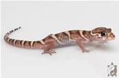 Coleonyx mitratus NC - Gecko à bandes d'Amérique Centrale