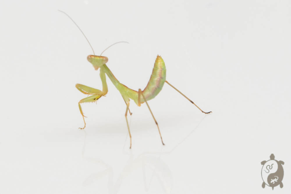 Deroplatys Dessicata - Mante feuille morte