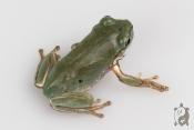 Dryopsophus (Litoria) caeruleus adulte - Rainette de White