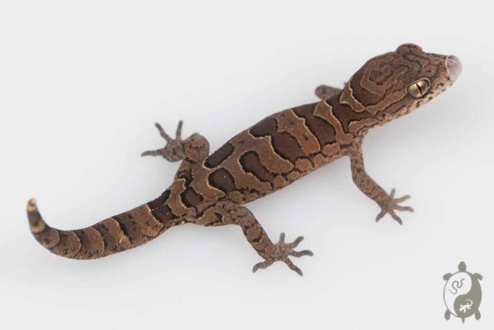 Geckoella nebulosus - Gecko indien assombri 03